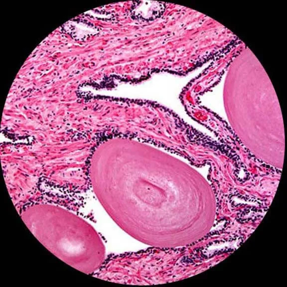 AmScope M150 Series Portable LED Monocular Student Compound Microscope 40X-1000X Magnification
